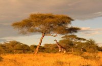 Африка (BBC)