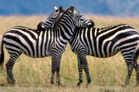 Дикая Калахари (National Geographic)